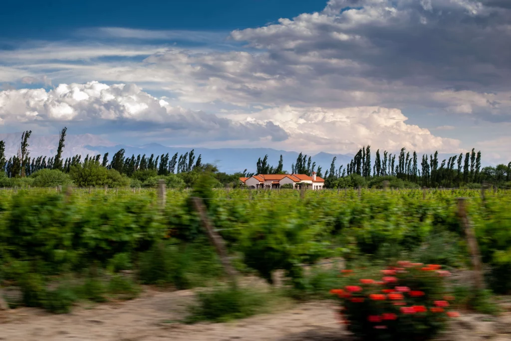 vineyards in front of house Cafayate, places to visit in Argentina