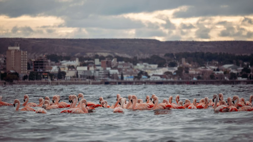 flamingos in the water with city scape in background Puerto Madryn, Argentina
