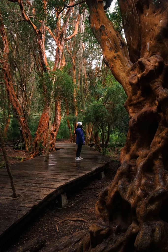 woman on walkway looking at cinnamon-barked arrayán myrtle trees inside Los Arrayanes National Park 