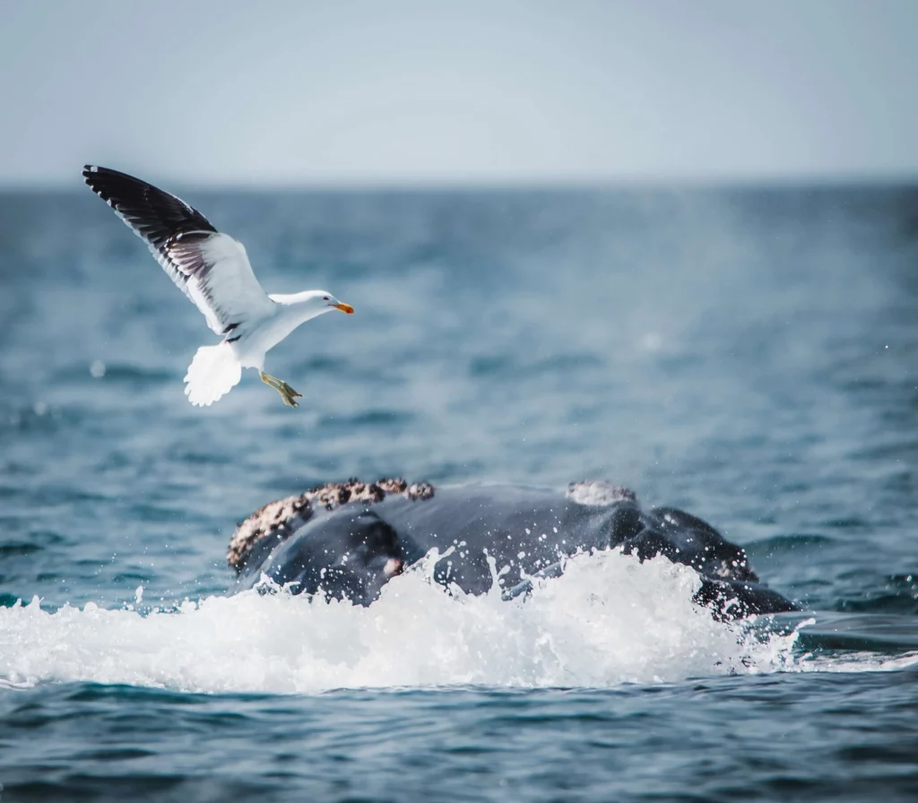 southern right whale seagull Peninsula Valdes best places to visit argentina