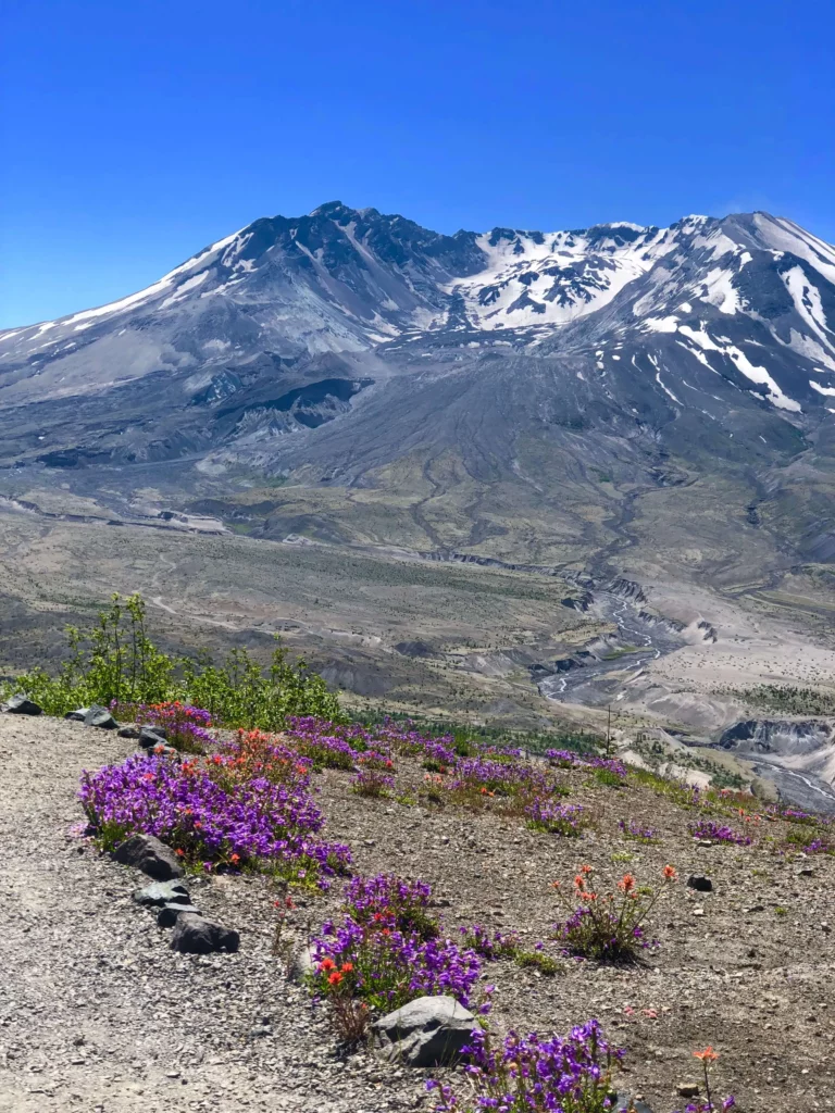 backpacking spring wildflowers mount st helens