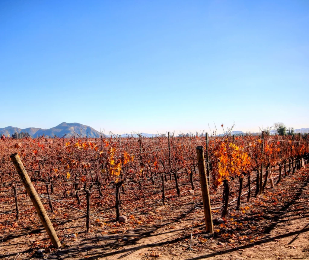 chilean vineyard autumn