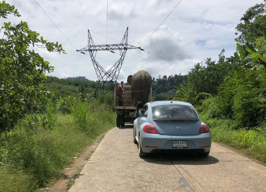 elephant in truck thailand