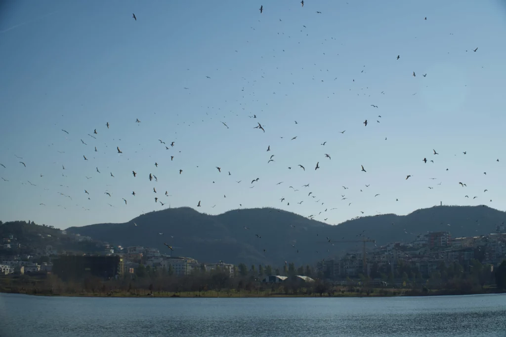 grand park tirana lake birds albania