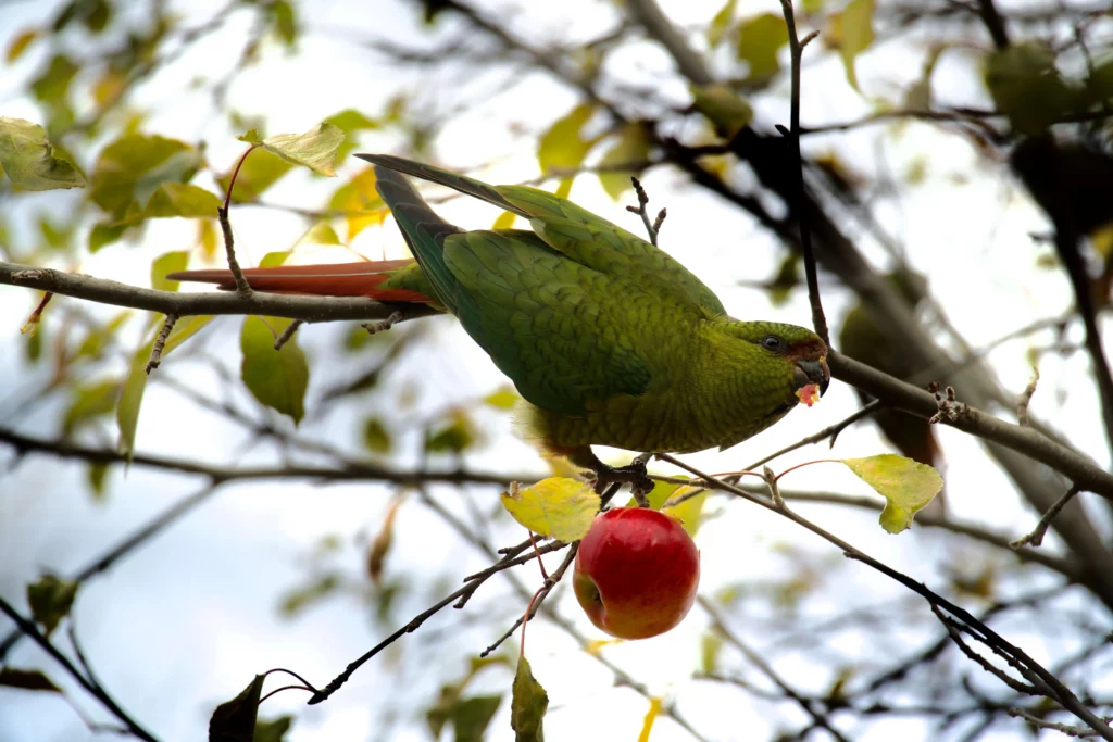 green parrot sitting on small branch eating red apple