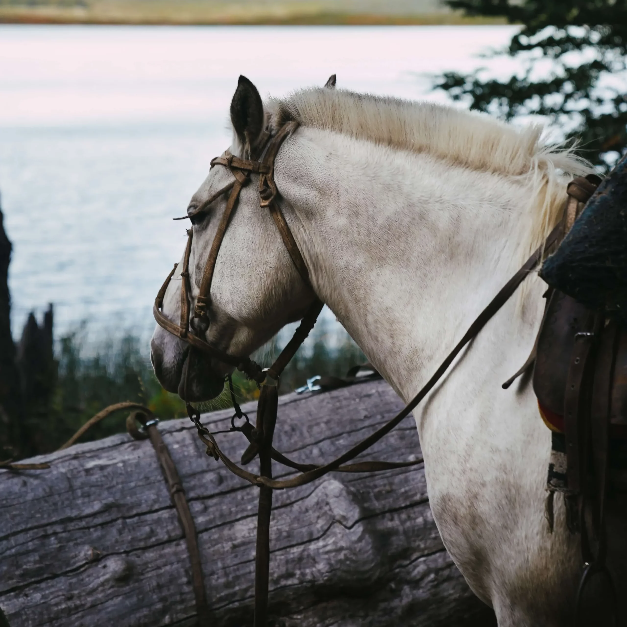 horseback riding near lake