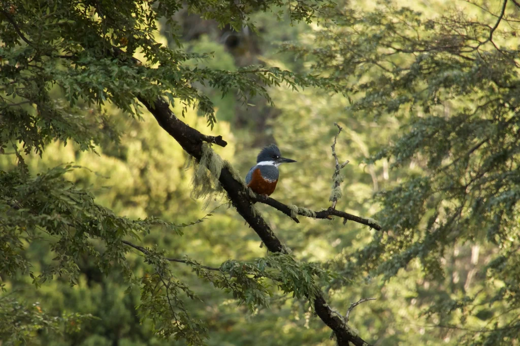kingfisher bird sitting on branch patagonia