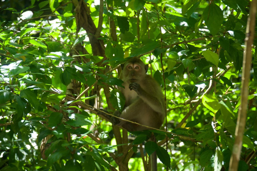 monkey in tree khao sok national park thailand