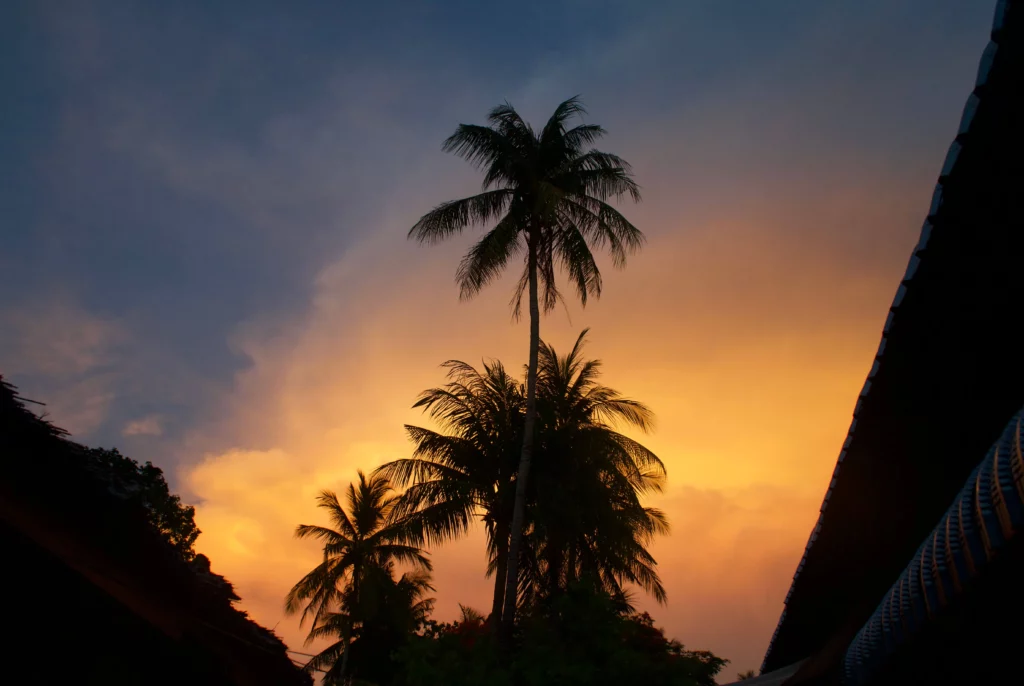 palm tree against yellow cloud