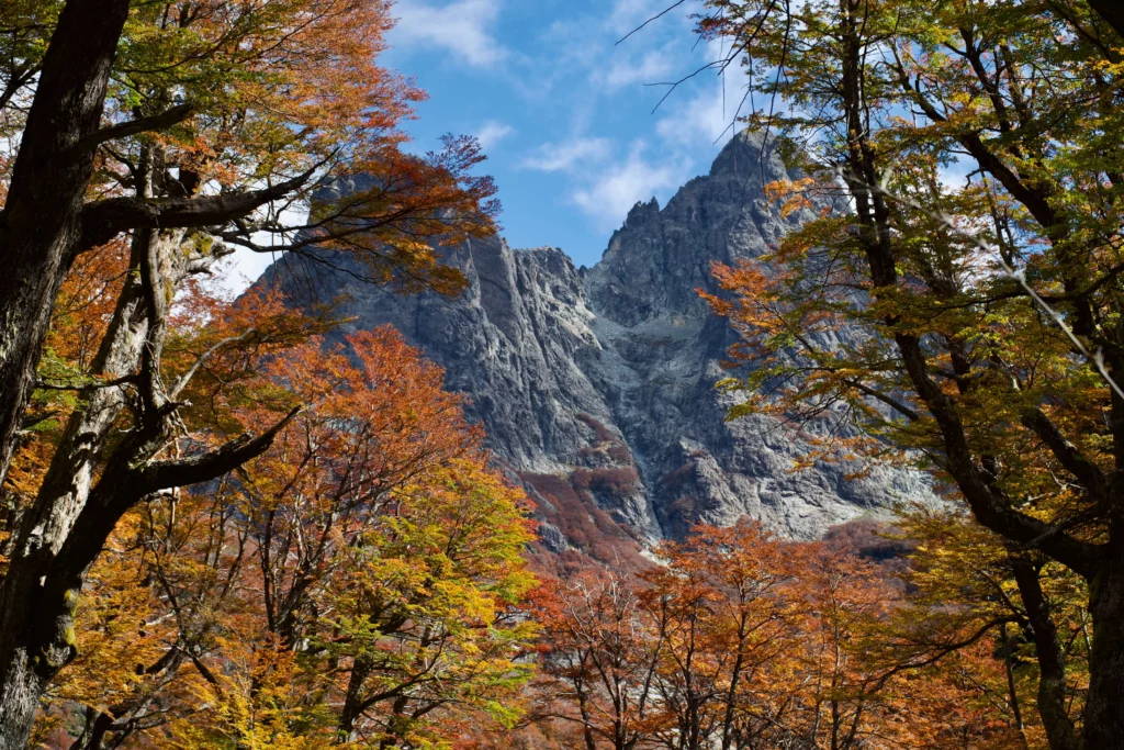 golden autumn leaves steep rock mountain patagonia