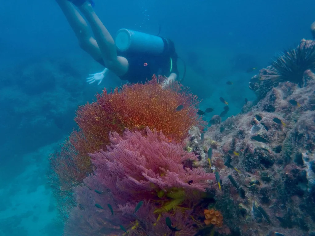 scuba diving thailand colorful coral fish