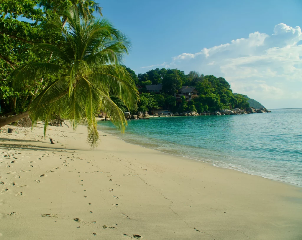 thailand beach palm tree