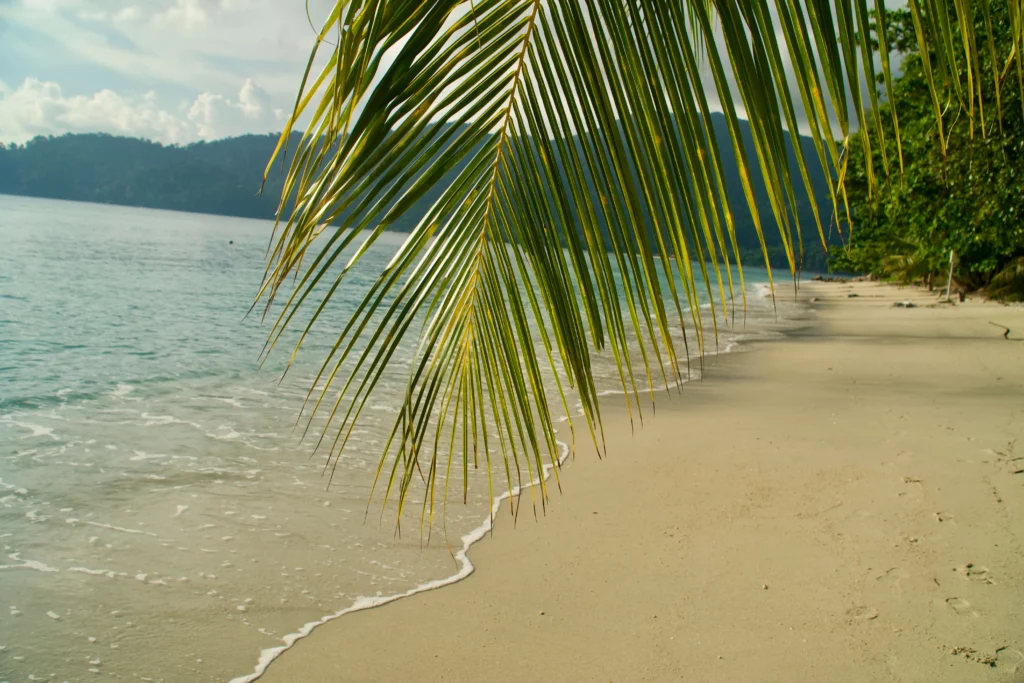 thailand beach island palm tree