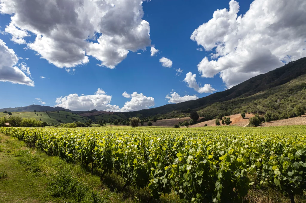 vineyard mountains clouds