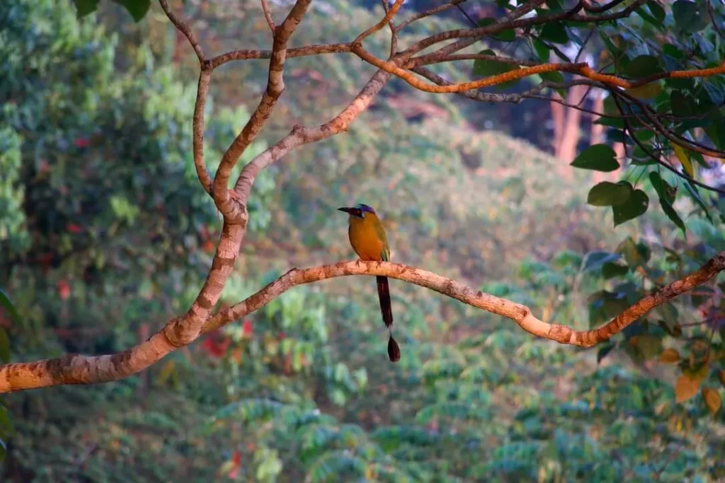 amazon rainforest peru bird