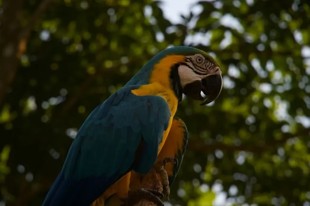 amazon rainforest peru blue yellow macaw bird
