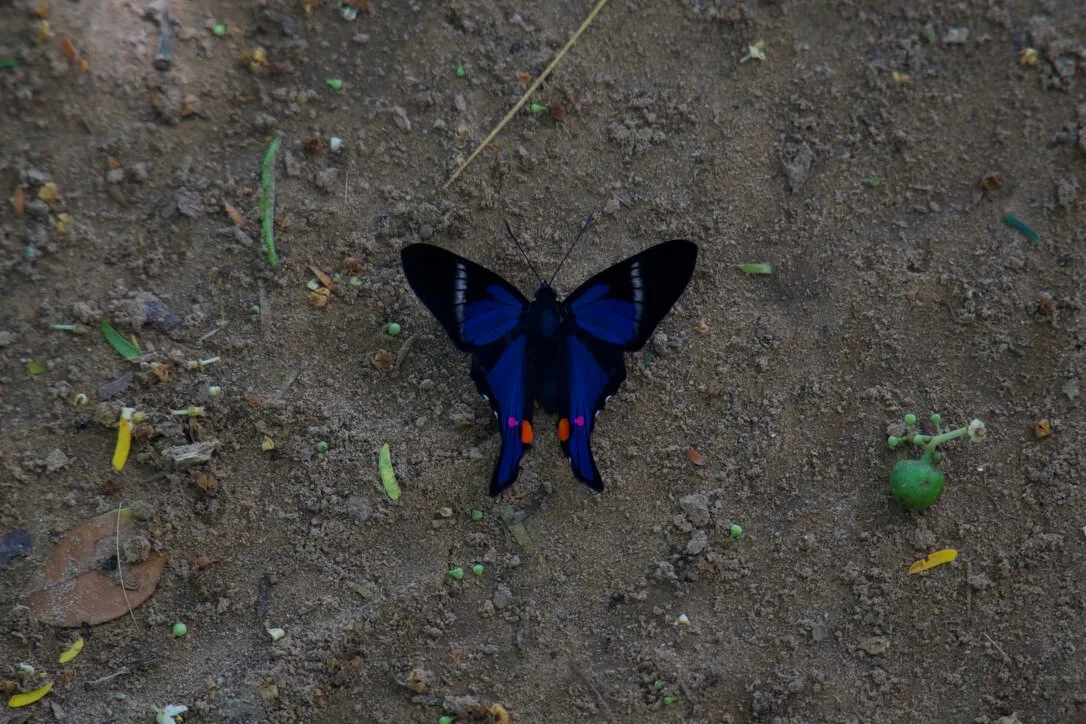 amazon rainforest peru butterfly
