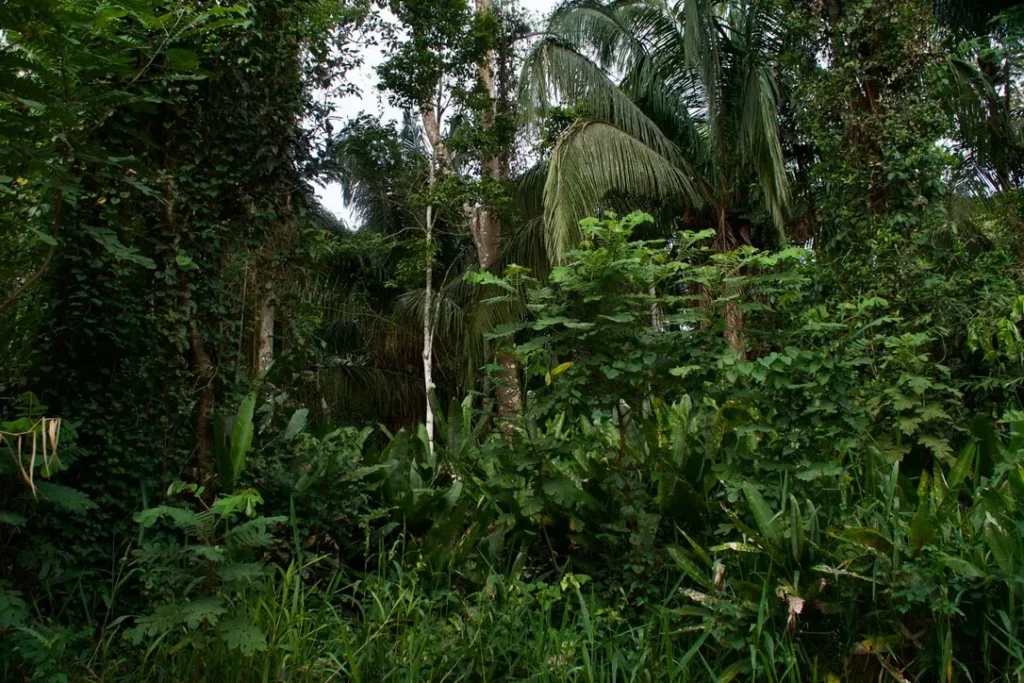 amazon rainforest peru jungle