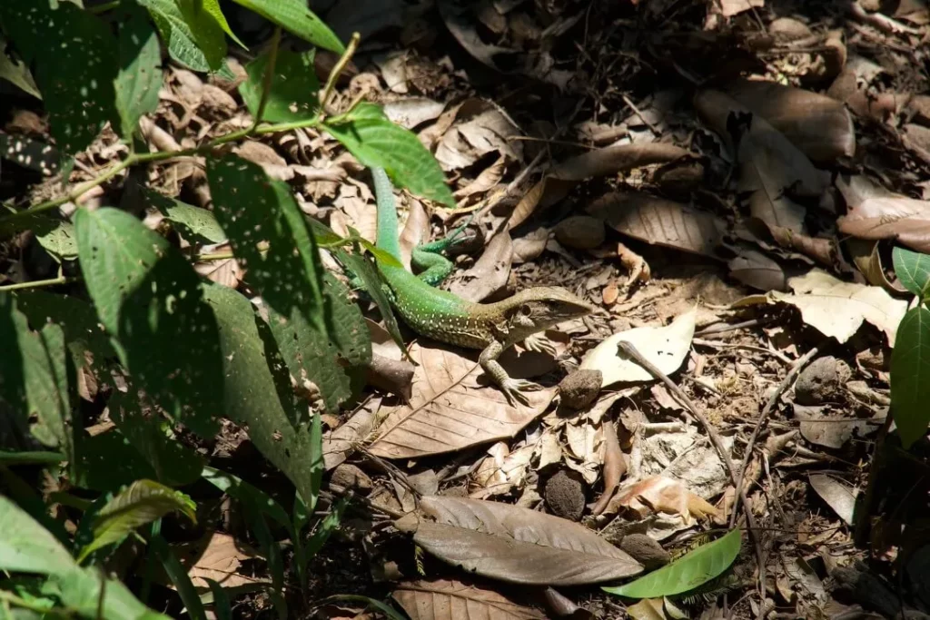 amazon rainforest peru lizard