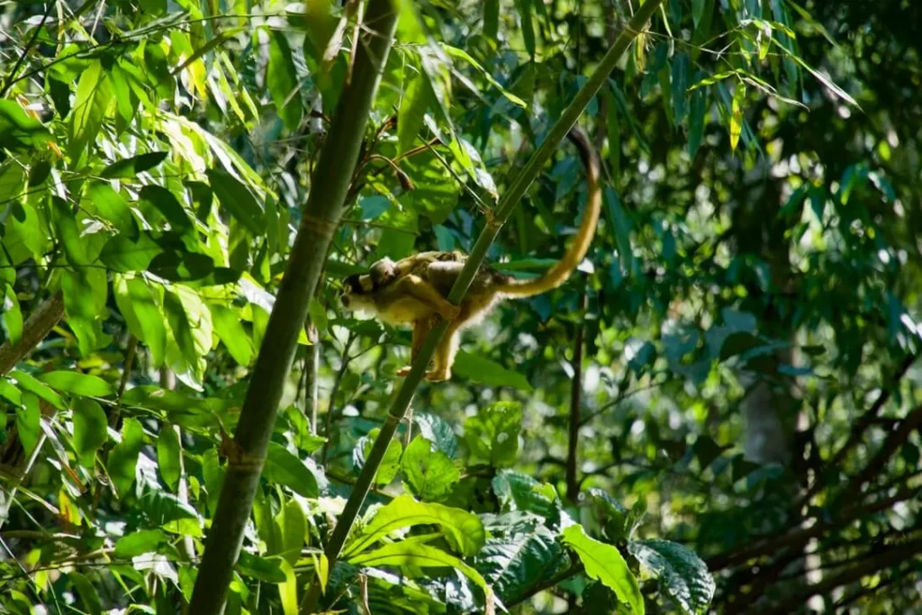 amazon rainforest peru monkeys