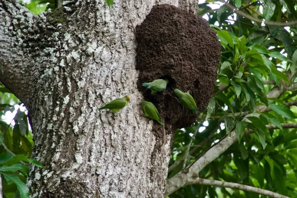 amazon rainforest peru parrots