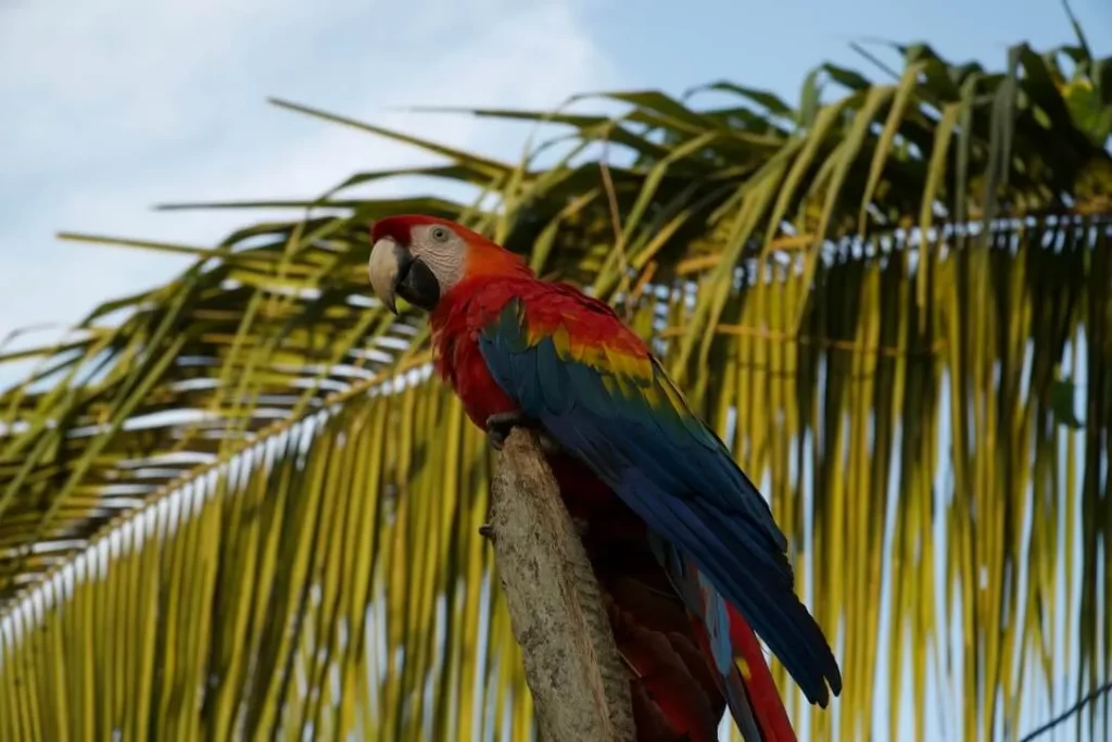 amazon rainforest peru red macaw